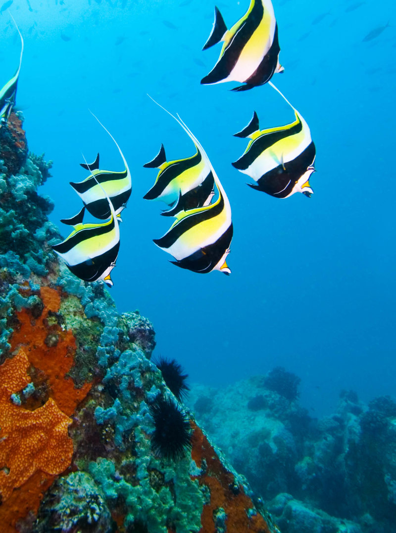 Ολοήμερη κρουαζιέρα και αξέχαστο Reef Safari 