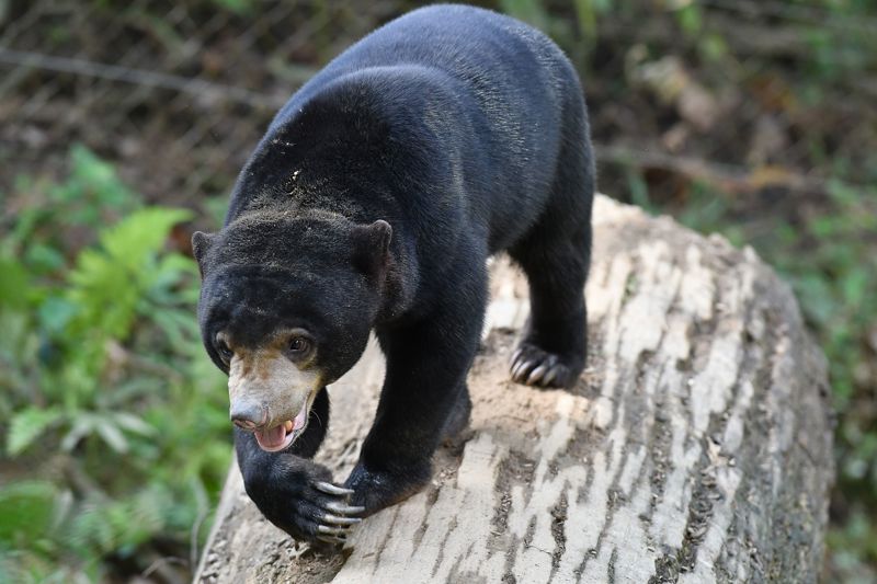 Kέντρο αποκατάσταση μαλαισιανής αρκούδας