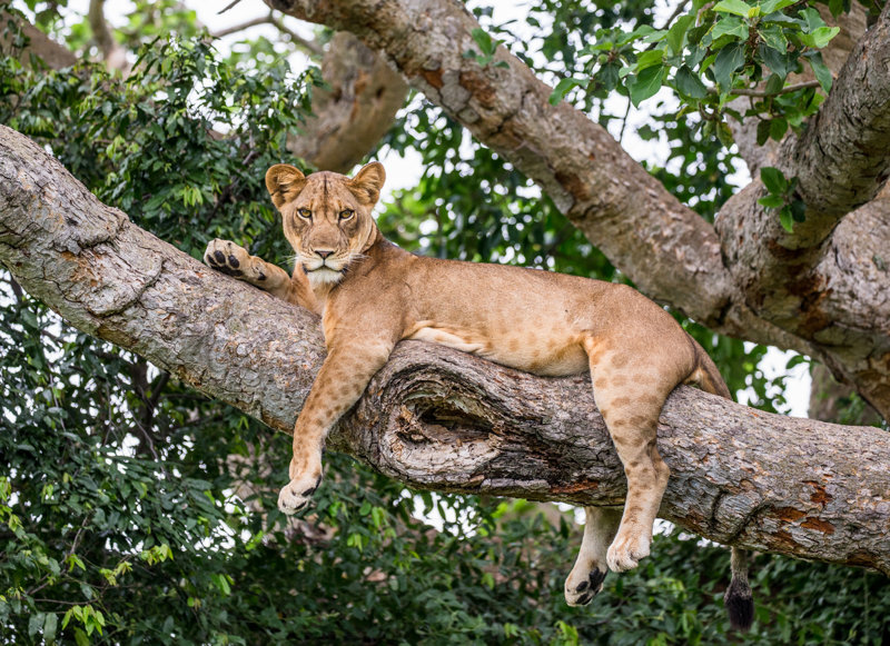 Σαφάρι στο Εθνικό Πάρκο Βασίλισσας Ελισάβετ