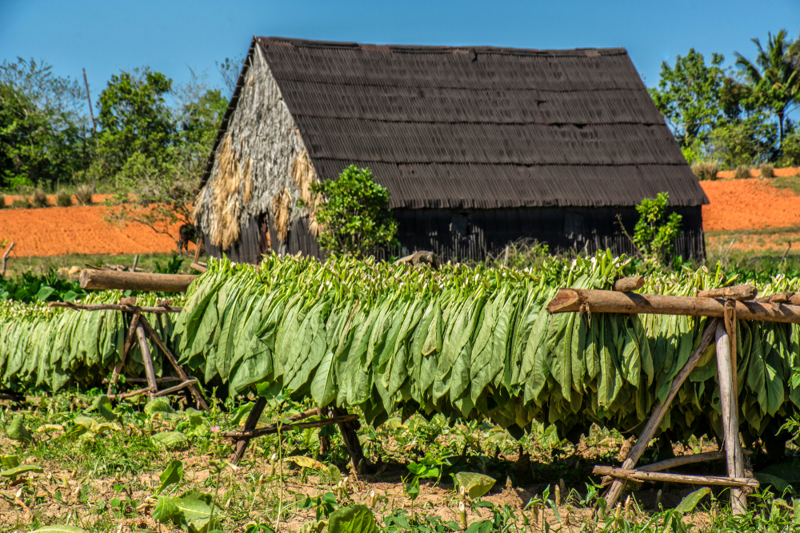 Επίσκεψη σε φυτεία καπνού