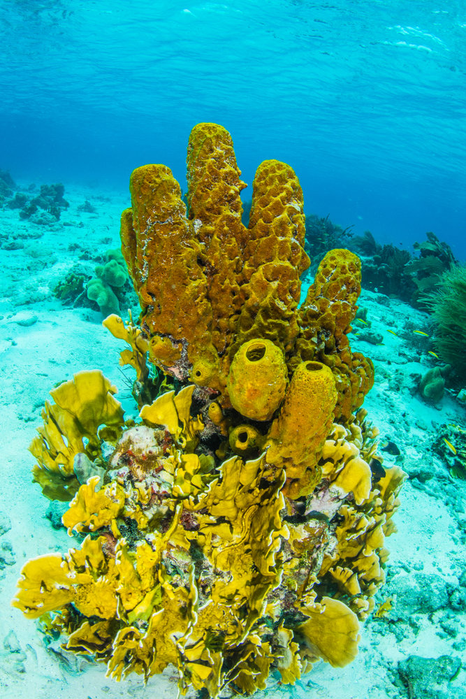 Απολαύστε θαλάσσιες δραστηριότητες στα Λος Ρόκες