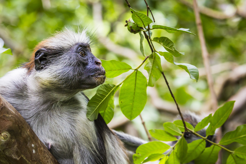 To μαγευτικό δάσος Ζοζάνι