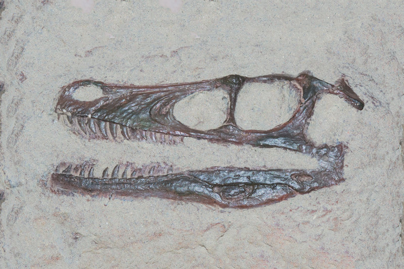 Επίσκεψη σε Μουσείο Δεινοσαύρων