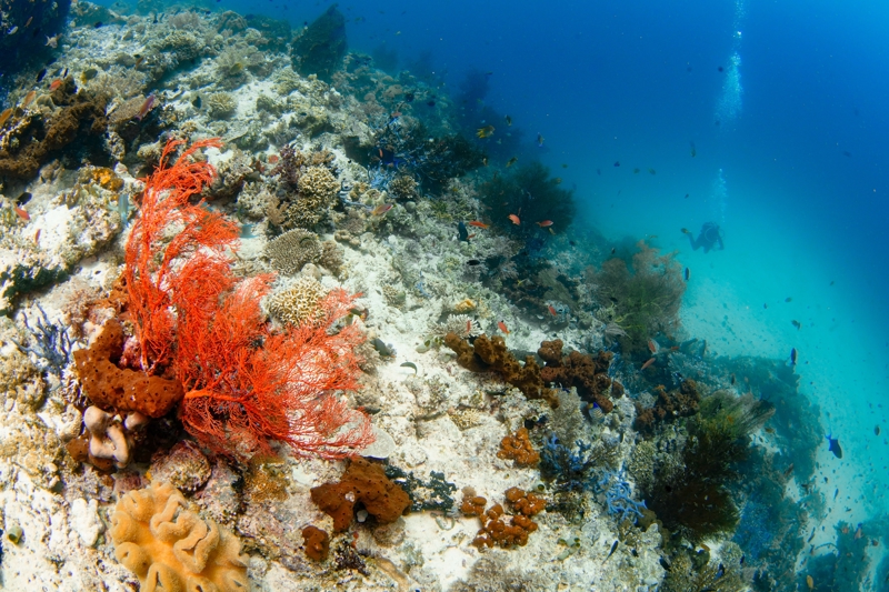 Καταδύσεις στο νησί Menjangan