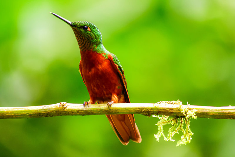 Δάσος των νεφών Γκουάνγκο