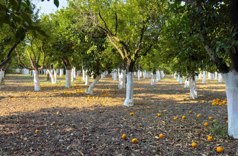 Επίσκεψη στο Μουσείο Εσπεριδοειδών