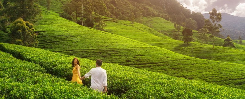 Επίσκεψη σε φυτεία τσαγιού