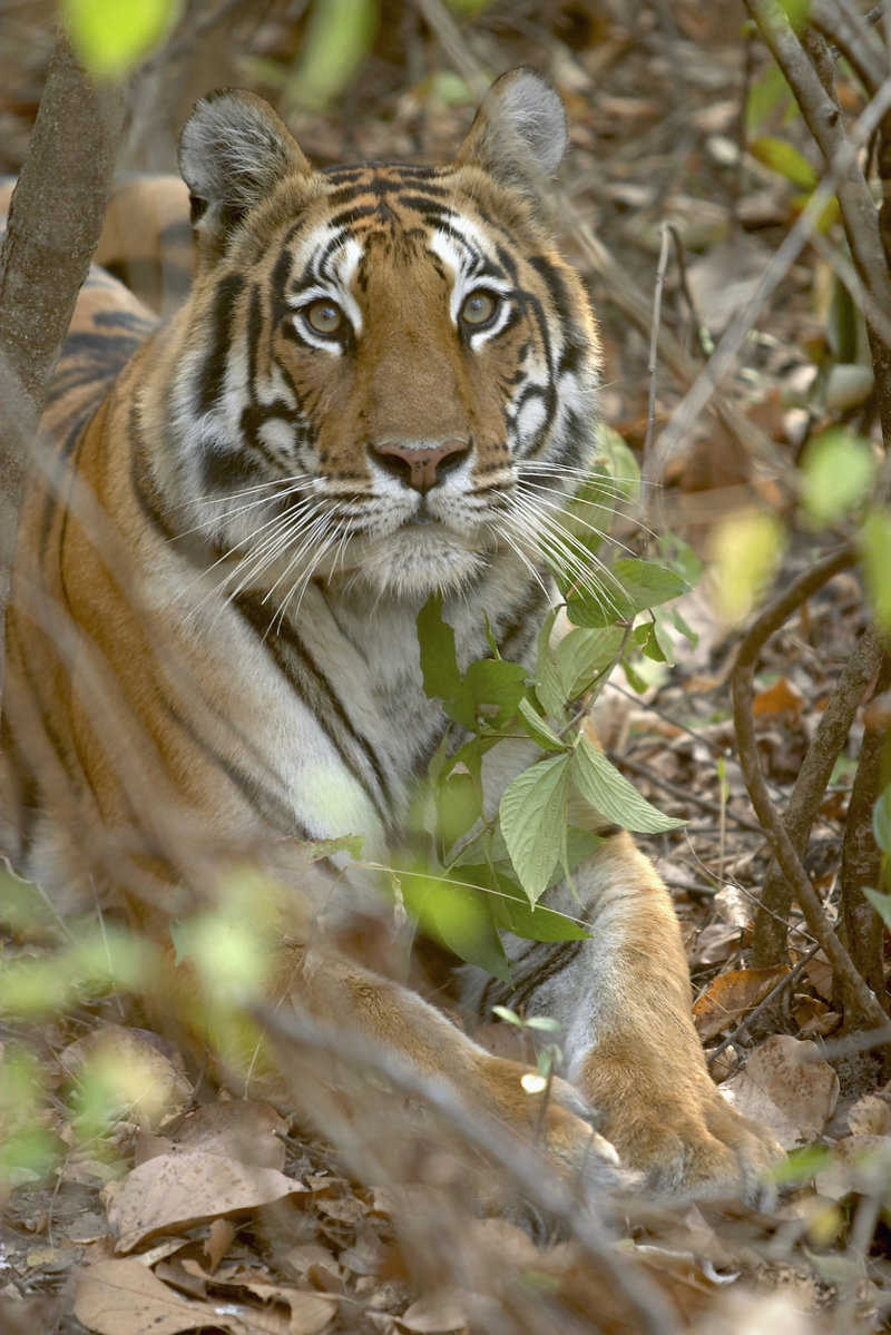 Θαυμάστε την άγρια φύση του Νεπάλ 