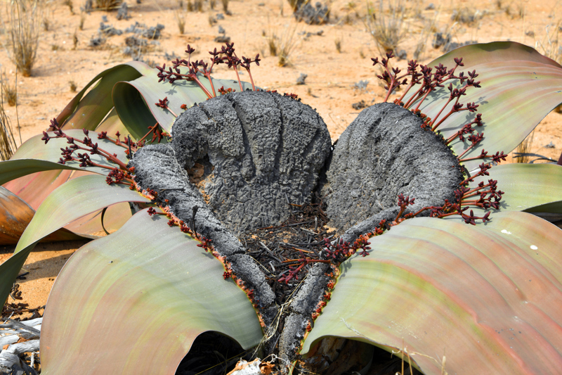 Παράξενα φυτά της ερήμου