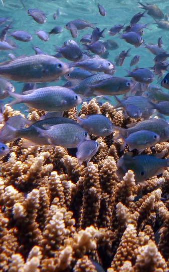 Θαυμάζουμε τον υποθαλάσσιο κόσμο της Νήσου Menjangan