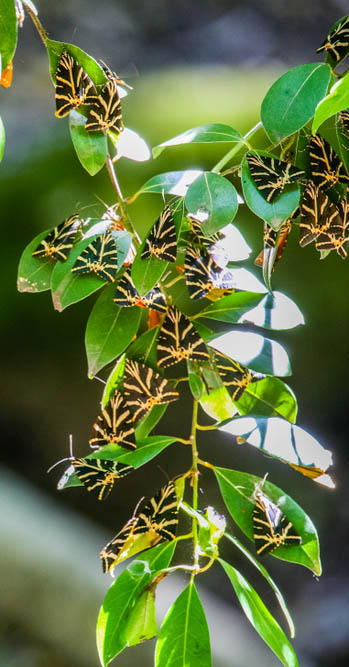Θα δούμε τη μοναδική Κοιλάδα των Πεταλούδων 