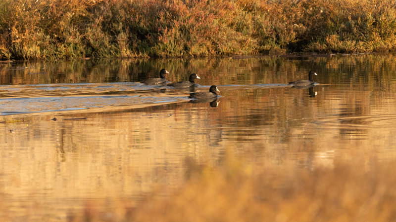 Αλεξανδρούπολη (περιήγηση) – Λίμνη Βιστωνίδα –  Πόρτο Λάγος – Κομοτηνή – Αλεξανδρούπολη