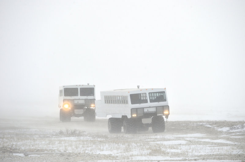 Σαφάρι στην Αρκτική