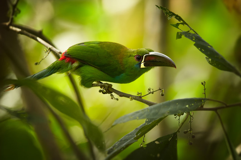 Εκουαδόρ, Μεγάλη Κολομβία με την Ζούγκλα Μίντο 