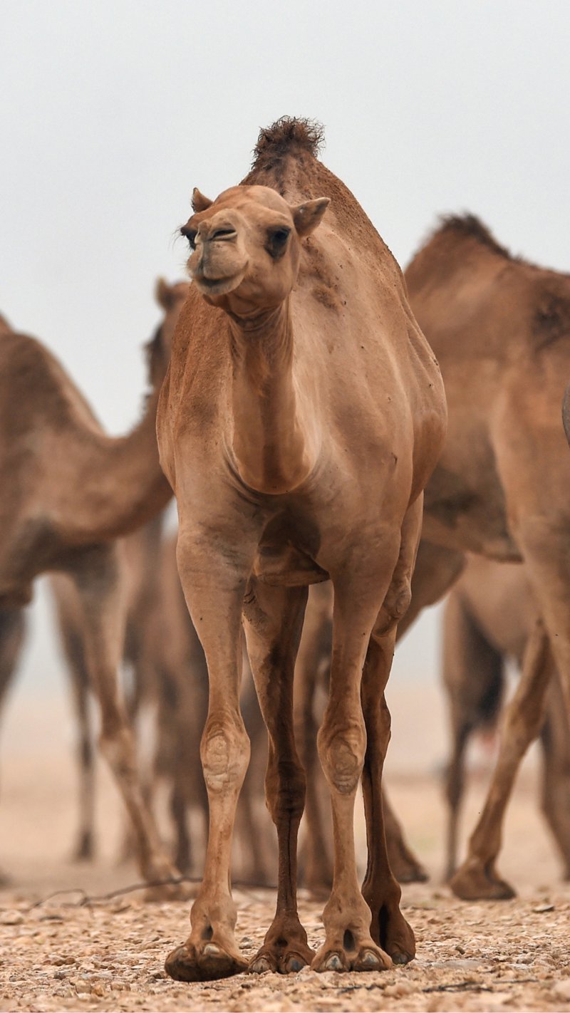 Γνωρίζουμε την εντυπωσιακή αγορά καμηλών στο Χάυλ