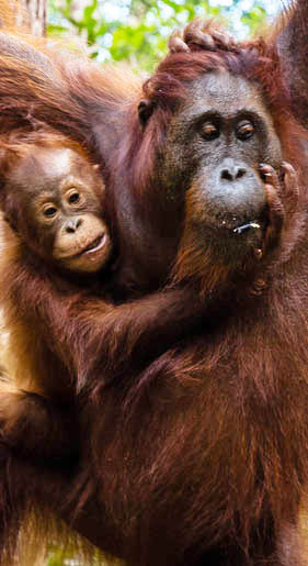 Παρατηρούμε ουρακοτάγκους στη ζούγκλα