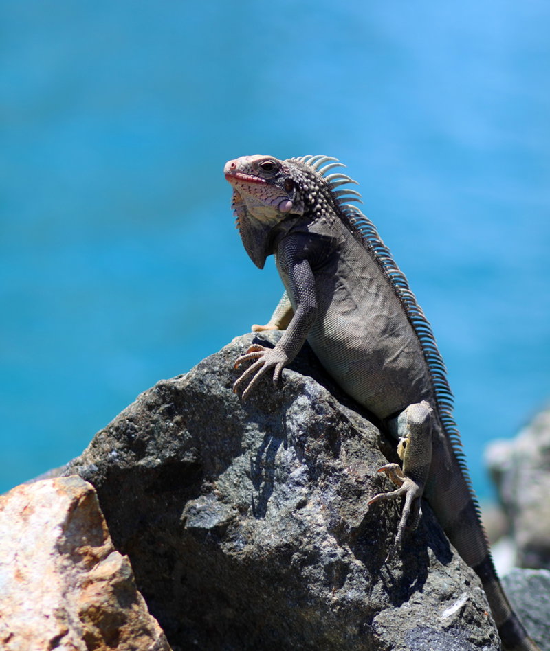 Γνωρίστε εξωτικά είδη ζώων και πουλιών
