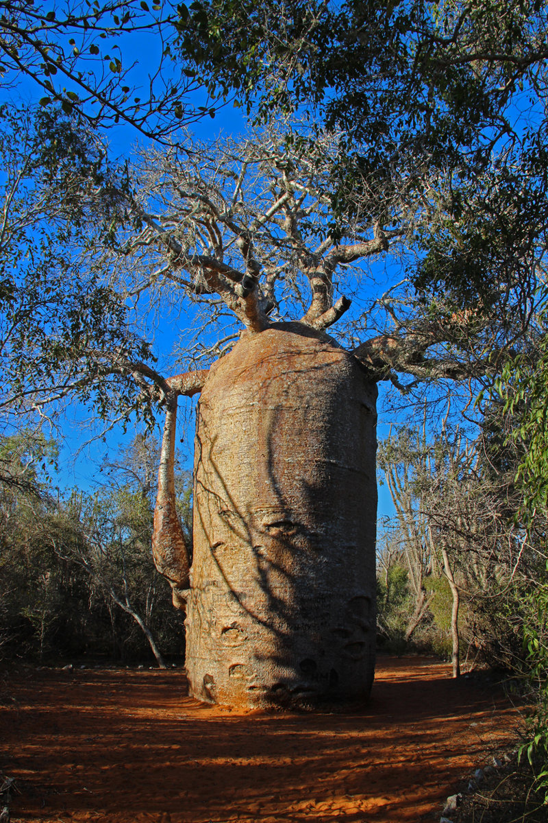 Πάρκο Ρενιάλα