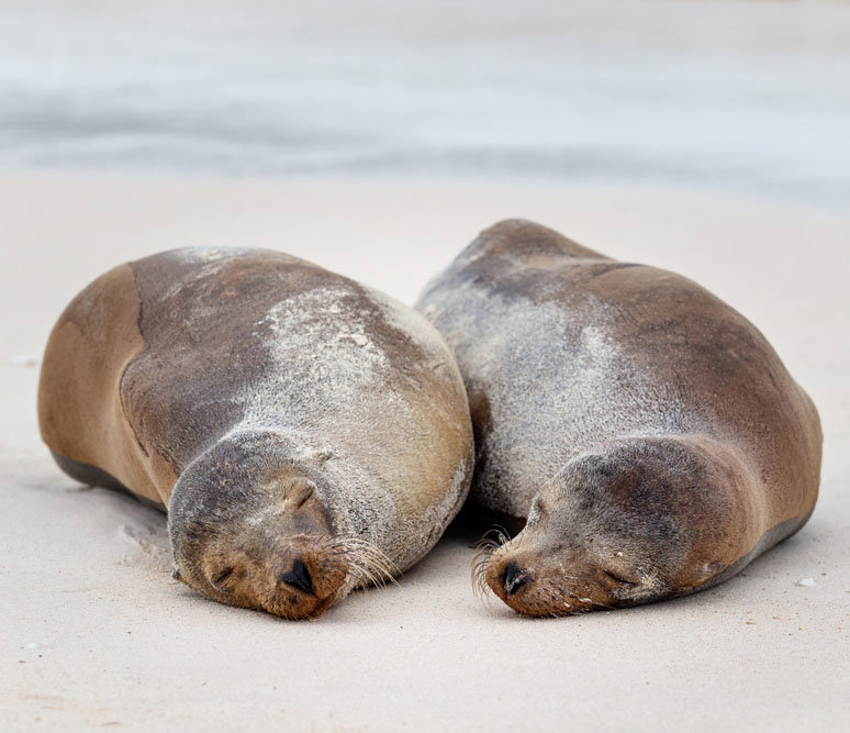 Κολομβία, Εκουαδόρ, Ζούγκλα του Μίντο με τα Νησιά Γκαλαπάγκος