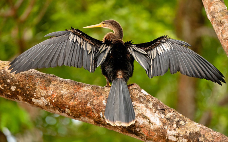 ΣΑΝ ΧΟΣΕ – ΖΟΥΓΚΛΑ ΤΟΡΤΟΥΓΚΕΡΟ 