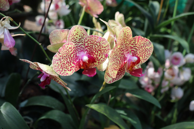 Βόλτα στο Orchid Park 