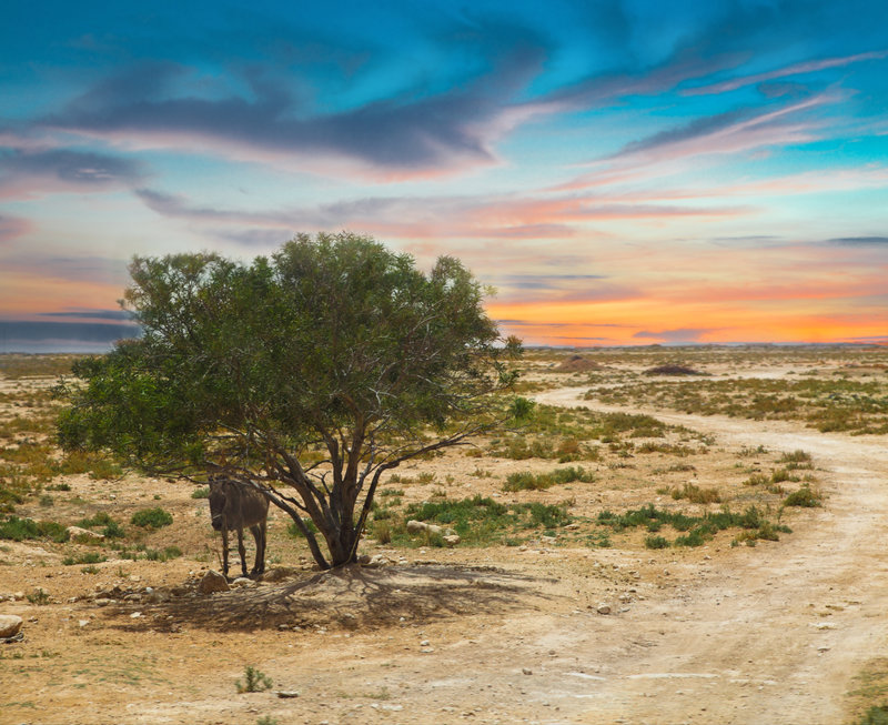ΚΕΡΕΝ – ΧΑΓΚΑΖ – ΜΠΑΡΕΝΤΟΥ – ΜΟΓΚΟΛΟ – ΚΕΡΕΝ: Εξερευνούμε τις φυλές της Ερυθραίας, ξενάγηση στον κάμπο της Ερυθραίας
