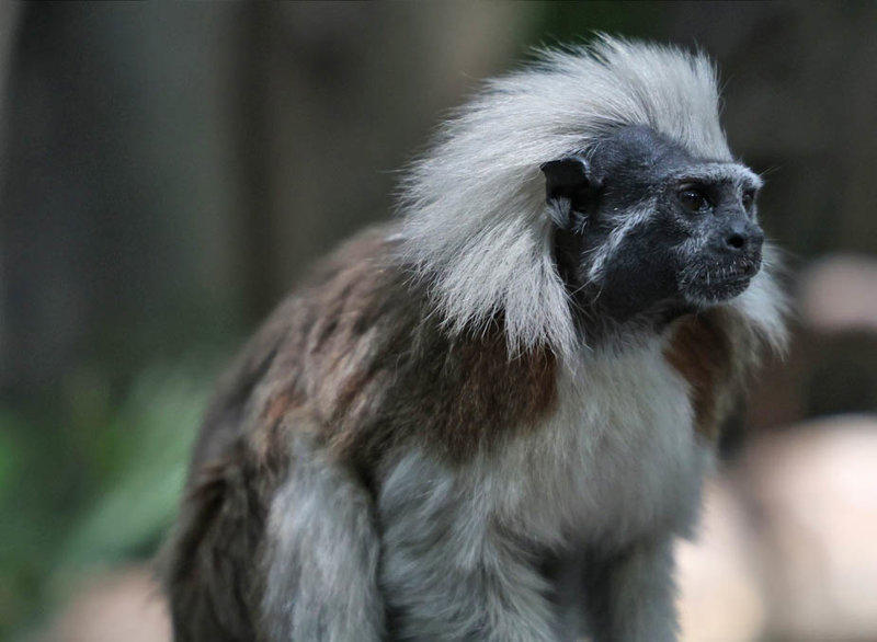 Το περιβαλλοντικό κέντρο Maikuchiga