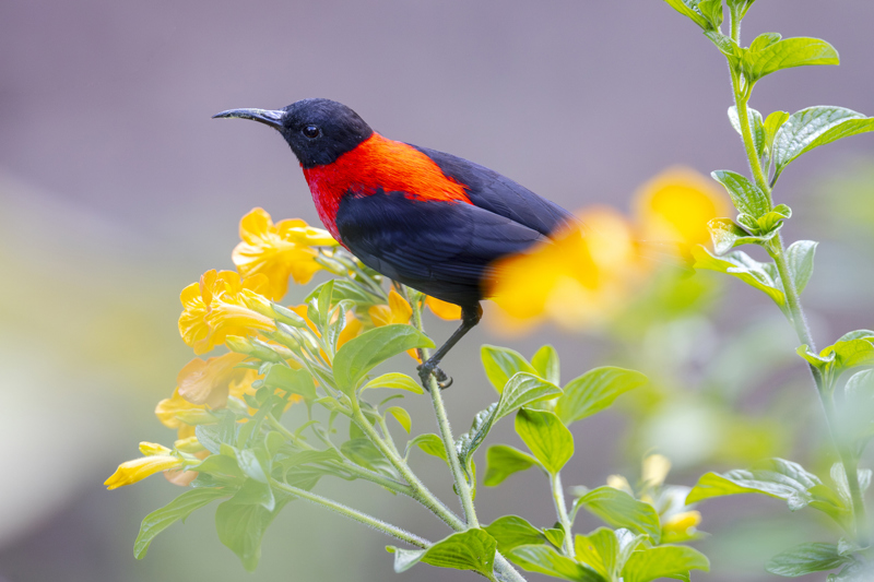 ΜΑΝΤΑΝΓΚ – ΧΩΡΙΑ ΜΠΙΛΜΠΙΛ & ΜΠΑΛΕΚ
