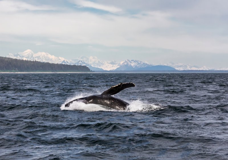 Φάλαινα στον Εσωτερικό Δίαυλο της Αλάσκας (Icy Strait Point)