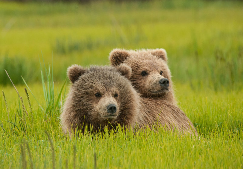 Άγρια ζωή, Αλάσκα, ΗΠΑ