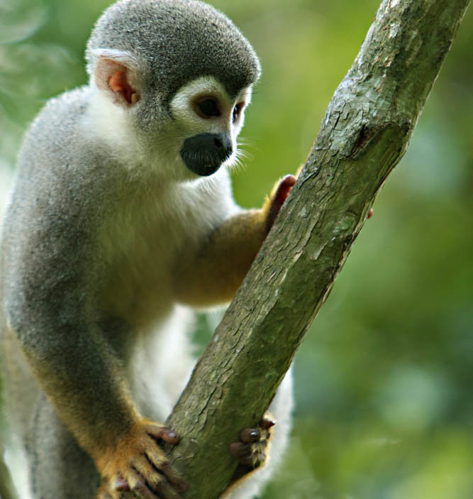 Δραστηριότητες στη ζούγκλα του Αμαζονίου