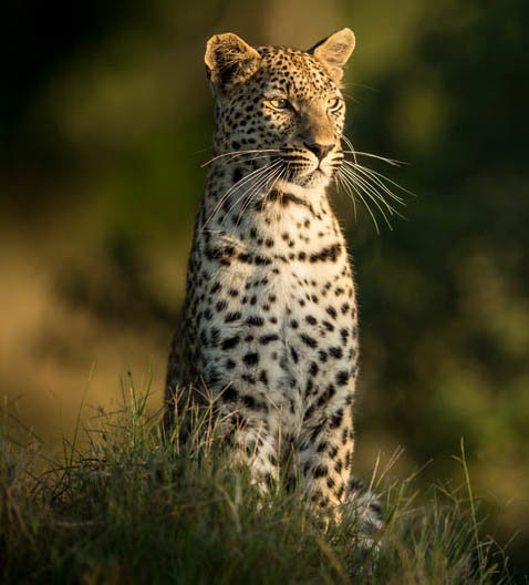 Διαμονή σε lodge στο Εθνικό Πάρκο Ετόσα & στις ερήμους Ναμίμπ και Καλαχάρι