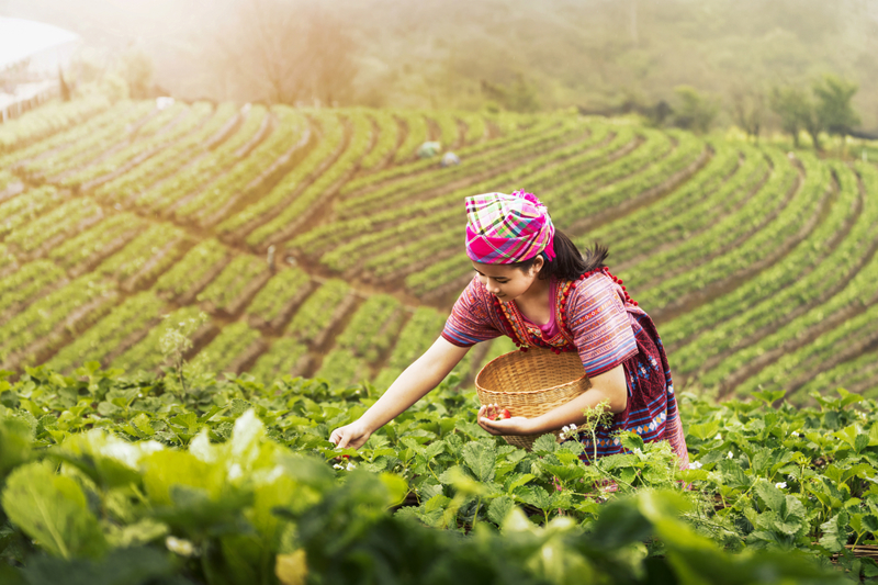 ΤΣΙΑΝΓΚ ΡΑΪ (επίσκεψη σε φυτεία τσαγιού – ΧΡΥΣΟ ΤΡΙΓΩΝΟ – βαρκάδα στον ποταμό Μεκόνγκ)
