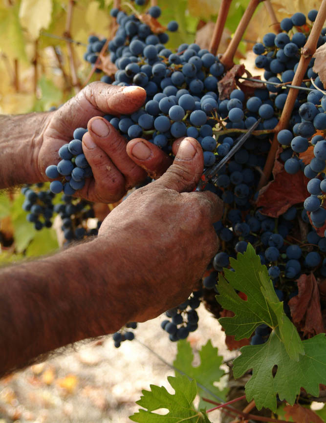 Γευσιγνωσία σε οινοποιείο