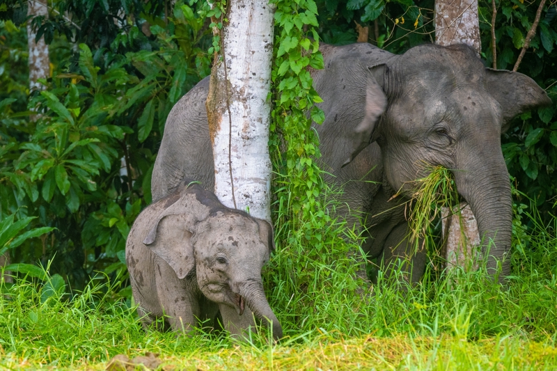 Εξερεύνηση στη ζούγκλα του Κιναμπαταγκάν