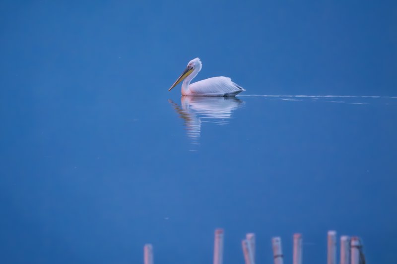 Βαρκάδα στη λίμνη Κερκίνη