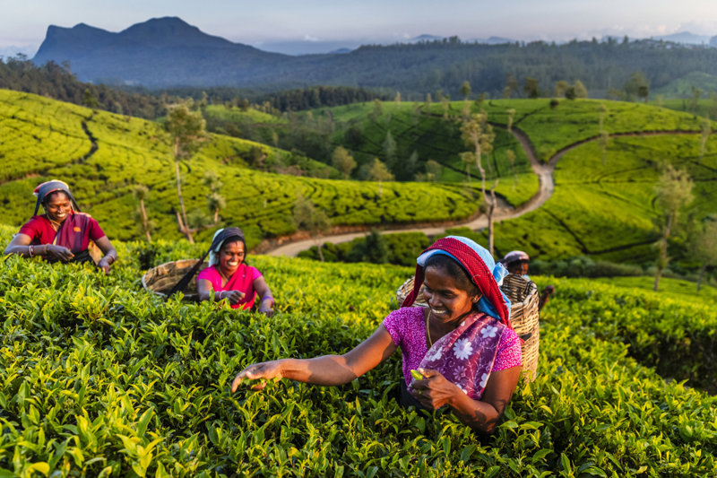 Φυτεία τσαγιού στη Νουβάρα Ελίγια