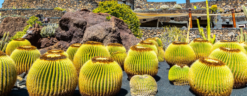 Ο Κήπος με τους Κάκτους στο Τεγκίσε 