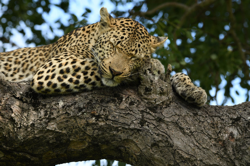 Ταξίδι Εμπειριών στη Νότια Αφρική: Σαφάρι - Εξωπραγματικά φαράγγια - Οινογνωσία - Παρατήρηση Φαλαινών