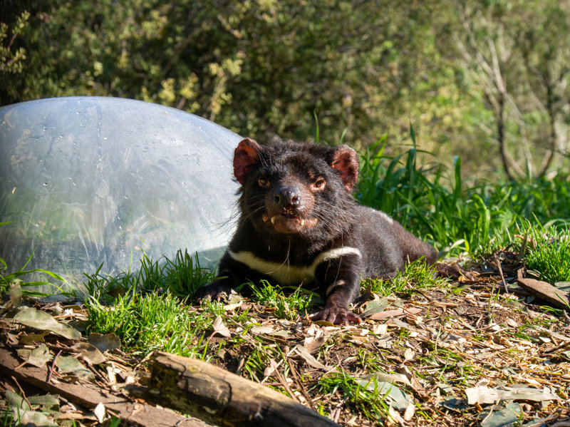 Επίσκεψη στον 'διάβολο της Τασμανίας'!