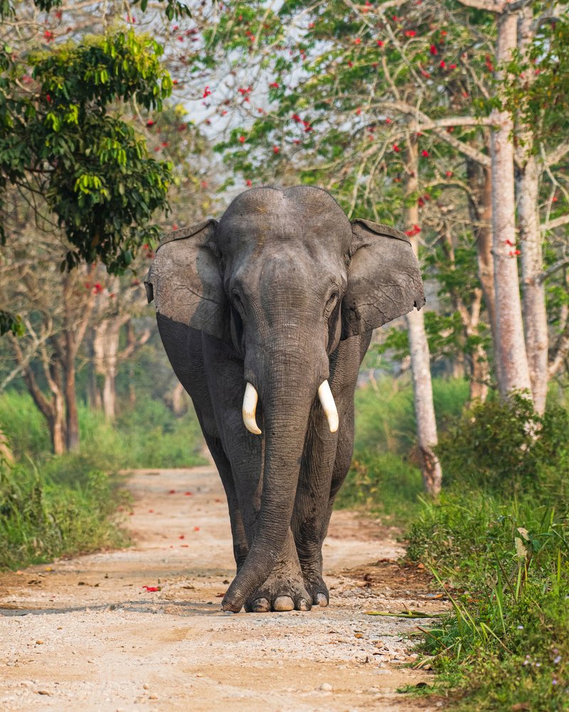 Κάνουμε σαφάρι στον Εθνικό Δρυμό Καζιράνγκα
