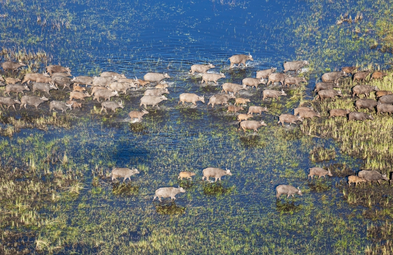 Water buffalo, Botswana 