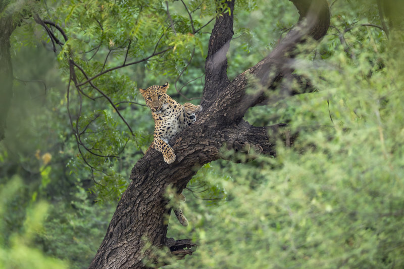 Εθνικό Πάρκο Kanha – Εθνικό Πάρκο Satpura (σαφάρι με βάρκα)