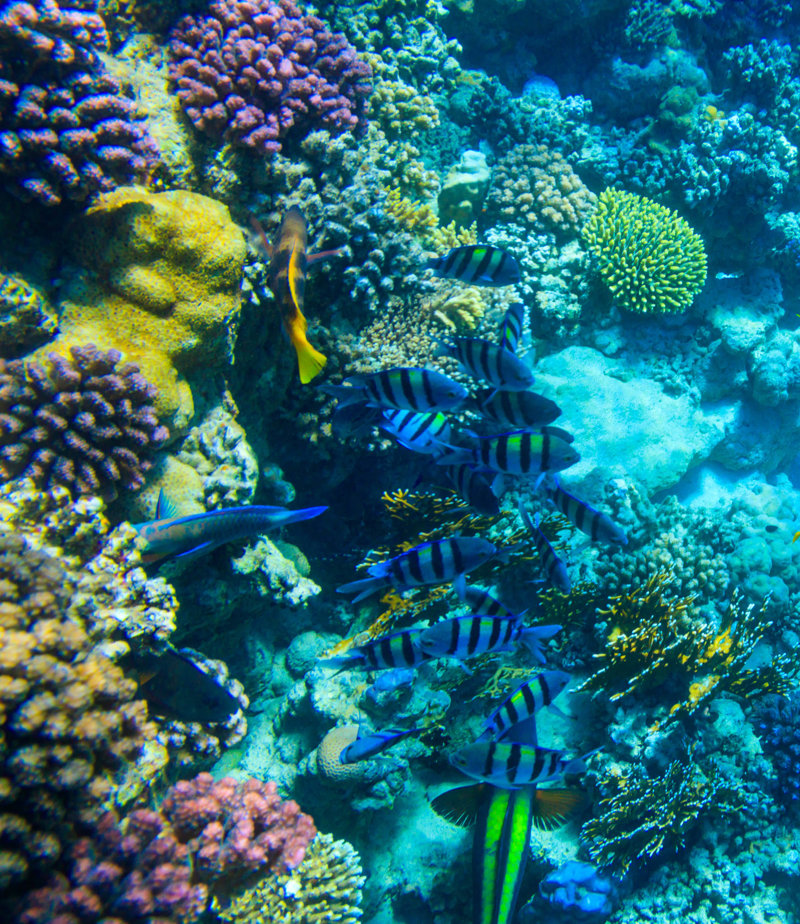 Κάντε snorkeling στο Εθνικό Πάρκο Ρας Μοχάμεντ 