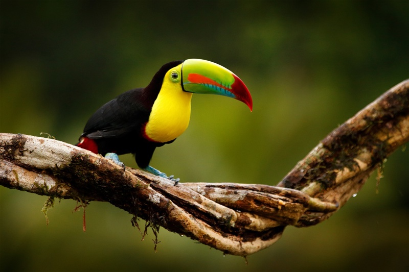 Τροπικό πουλί στη ζούγκλα της Γουατεμάλας