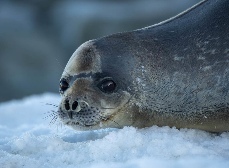 Οι γουνοφόρες φώκιες 