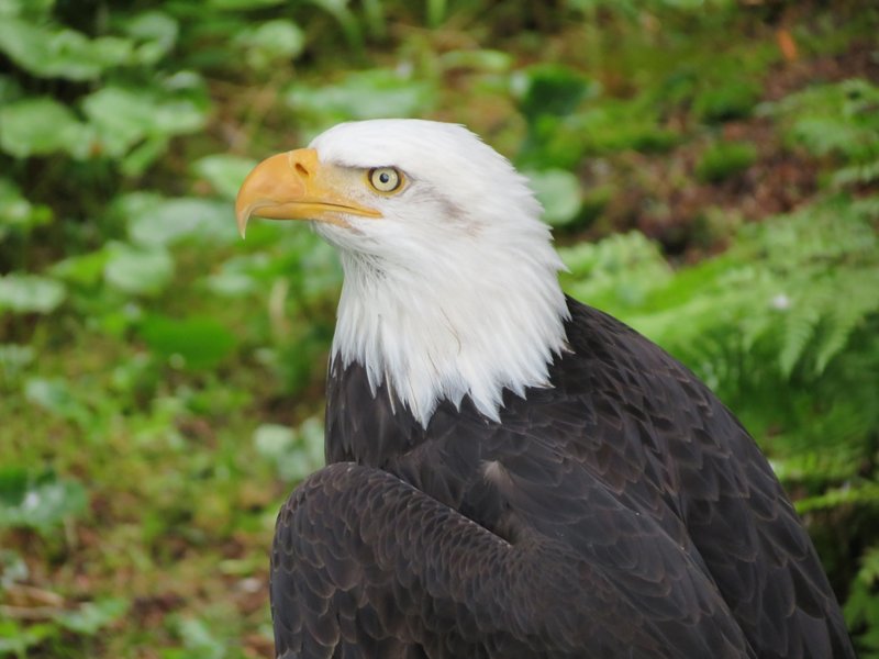 Καταφύγιο Ράπτορ, ΗΠΑ