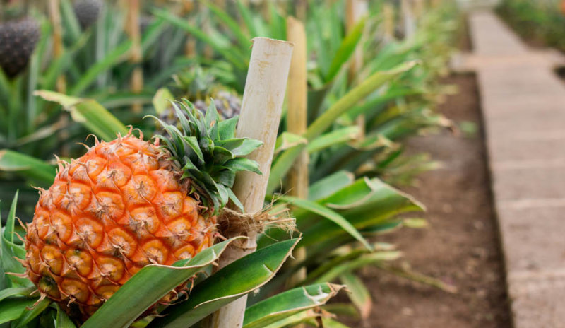 Η καλλιέργεια ανανά στις Αζόρες 
