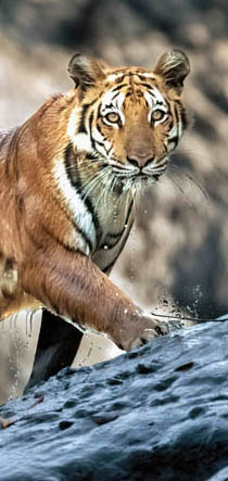 Θα κάνουμε σαφάρι στην άγρια φύση