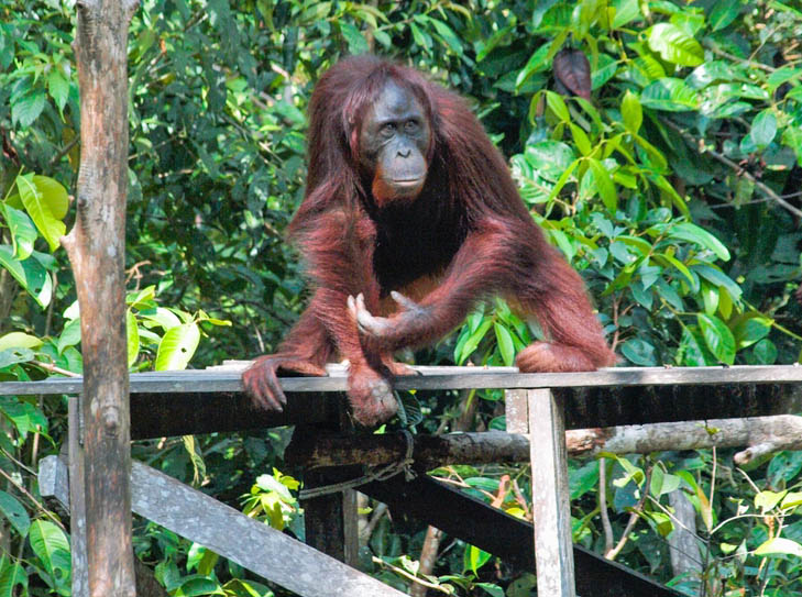 Νότιο Βόρνεο, παρατήρηση ουραγκοτάγκων